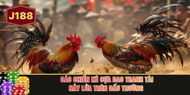 Các chiến kê cựa dao tranh tài nảy lửa trên đấu trường 