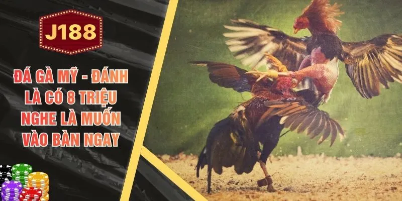 Đá Gà Mỹ - Đánh Là Có 8 Triệu Nghe Là Muốn Vào Bàn Ngay